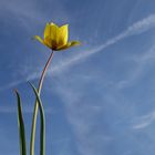 Tulipa sylvestris