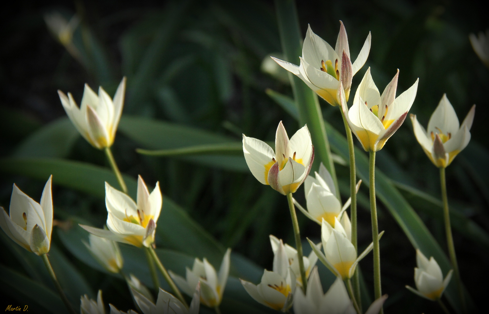 Tulipa sylvestris