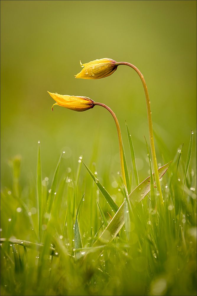 Tulipa sylvestris