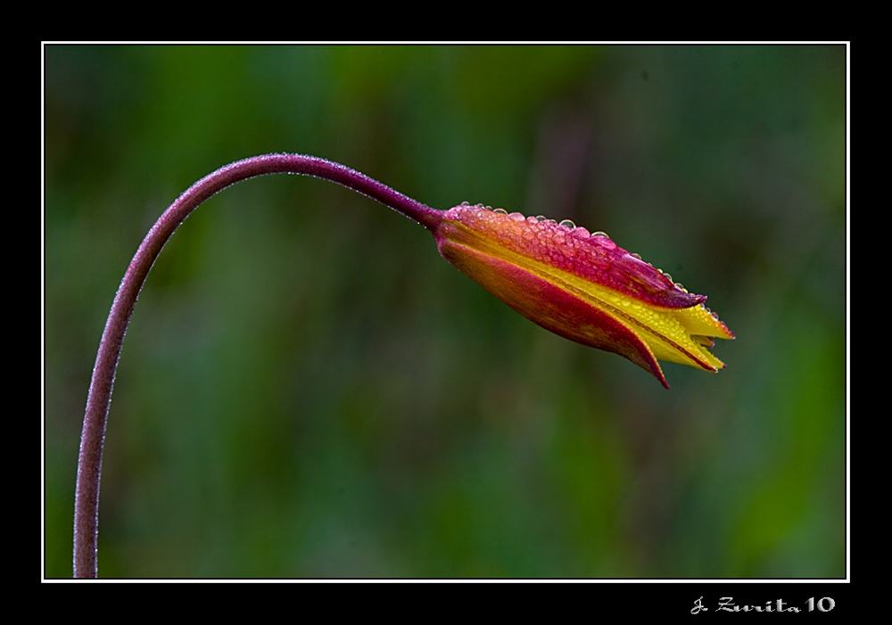 Tulipa sylvestris