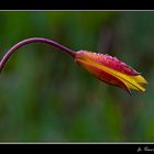 Tulipa sylvestris