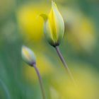 Tulipa sylvestris