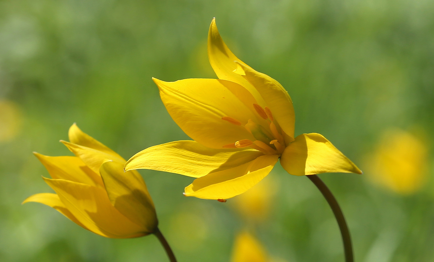 Tulipa sylvestris