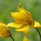 Tulipa sylvestris