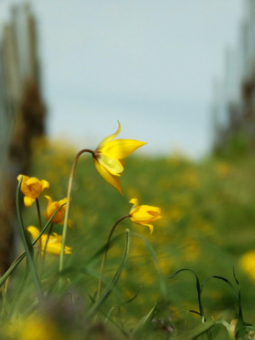 Tulipa sylvestris