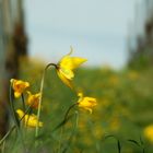 Tulipa sylvestris