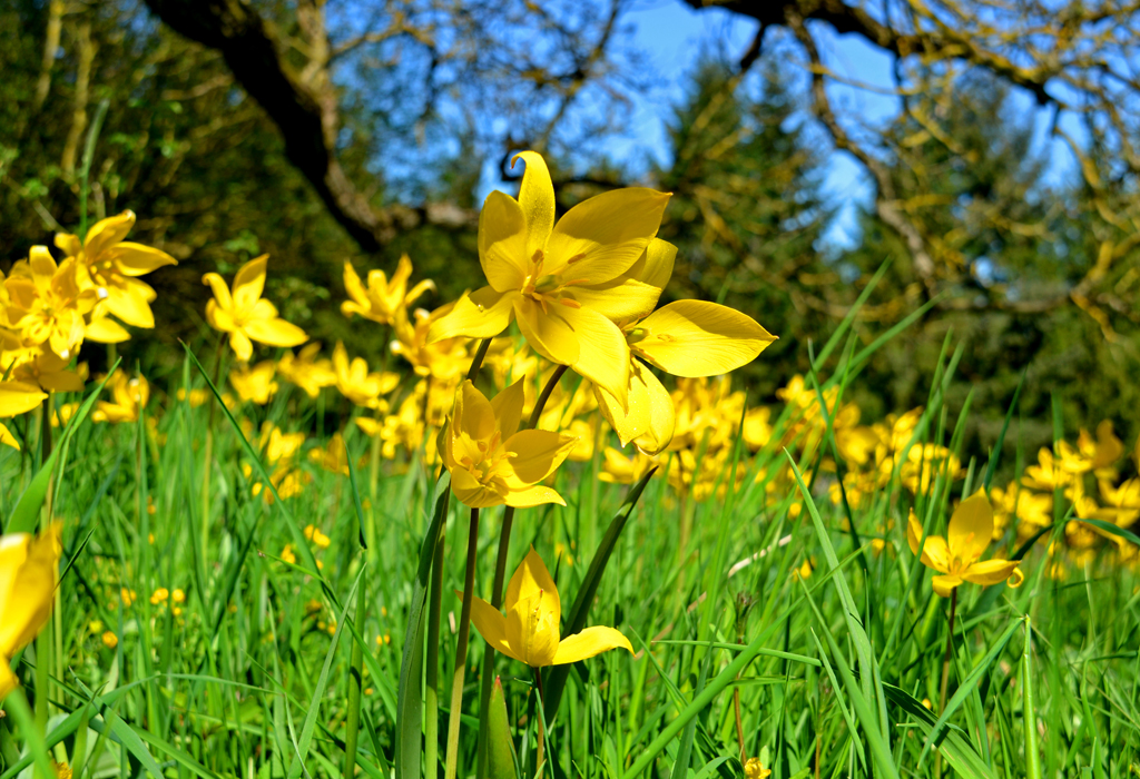 «Tulipa sylvestris am Nussbaum»