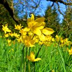 «Tulipa sylvestris am Nussbaum»