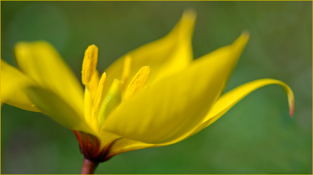 Tulipa sylvestris