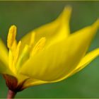 Tulipa sylvestris