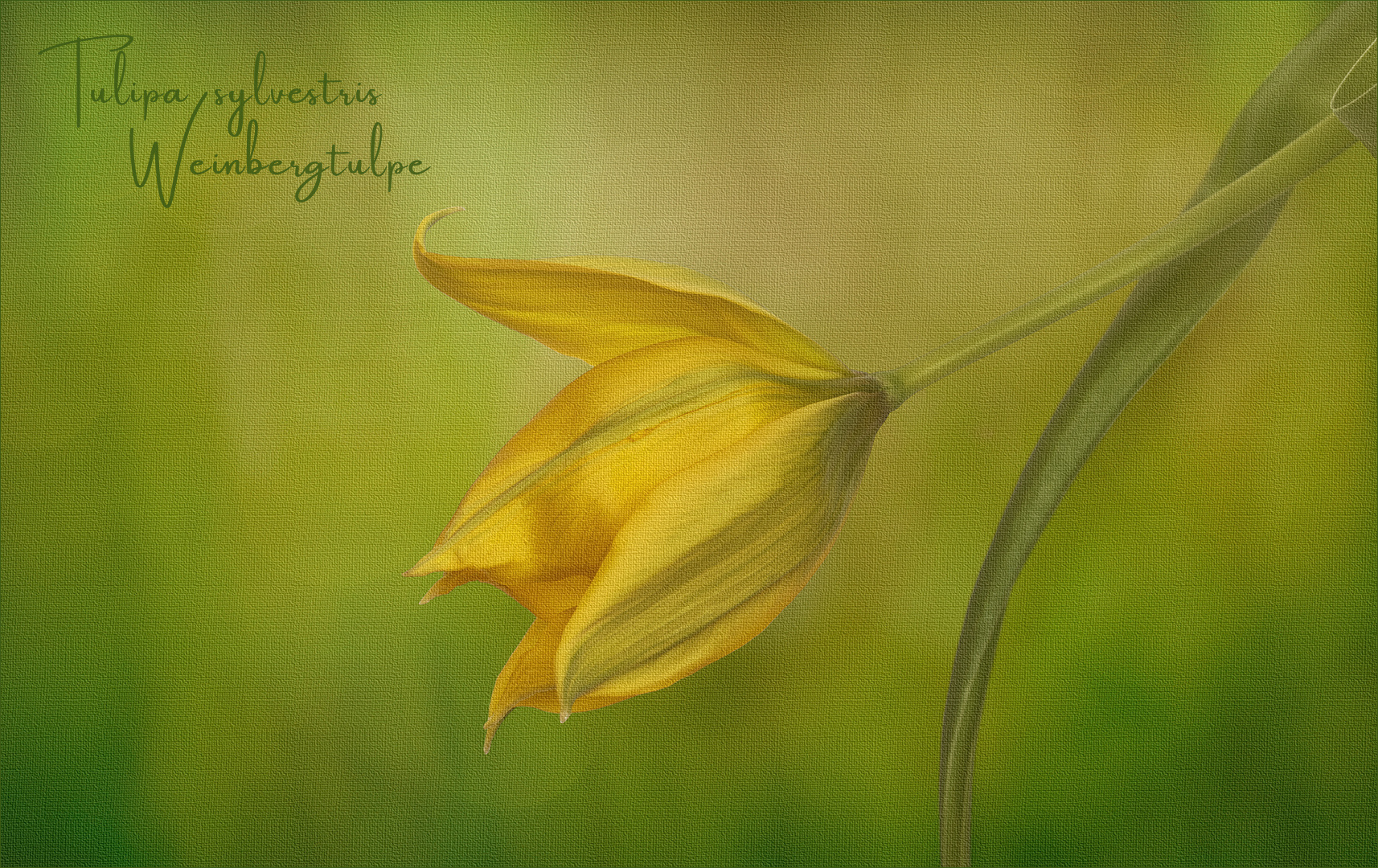 Tulipa sylvestris.... 