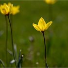 Tulipa sylvestris