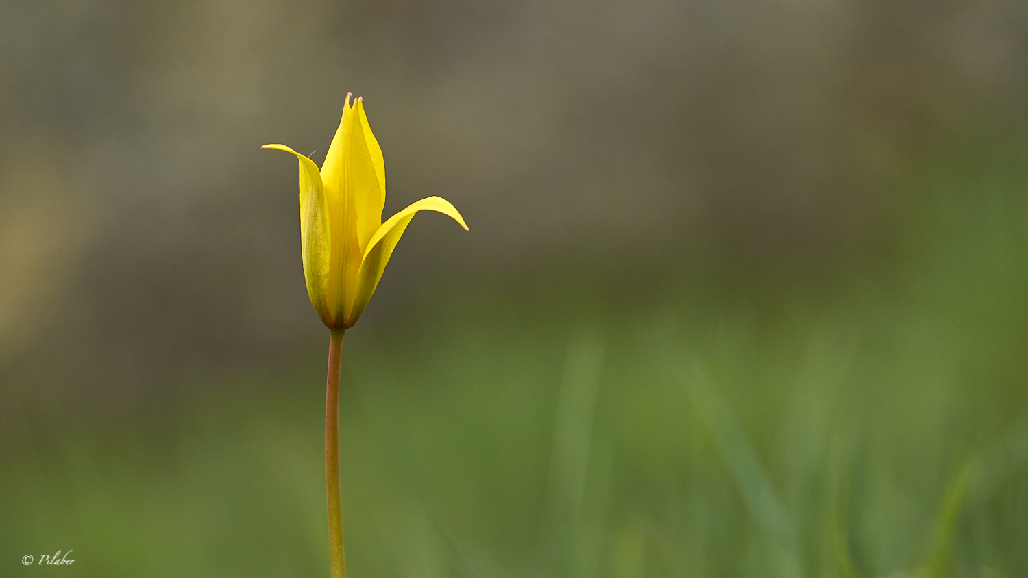 Tulipa sylvestris