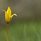 Tulipa sylvestris