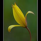 Tulipa sylvestris