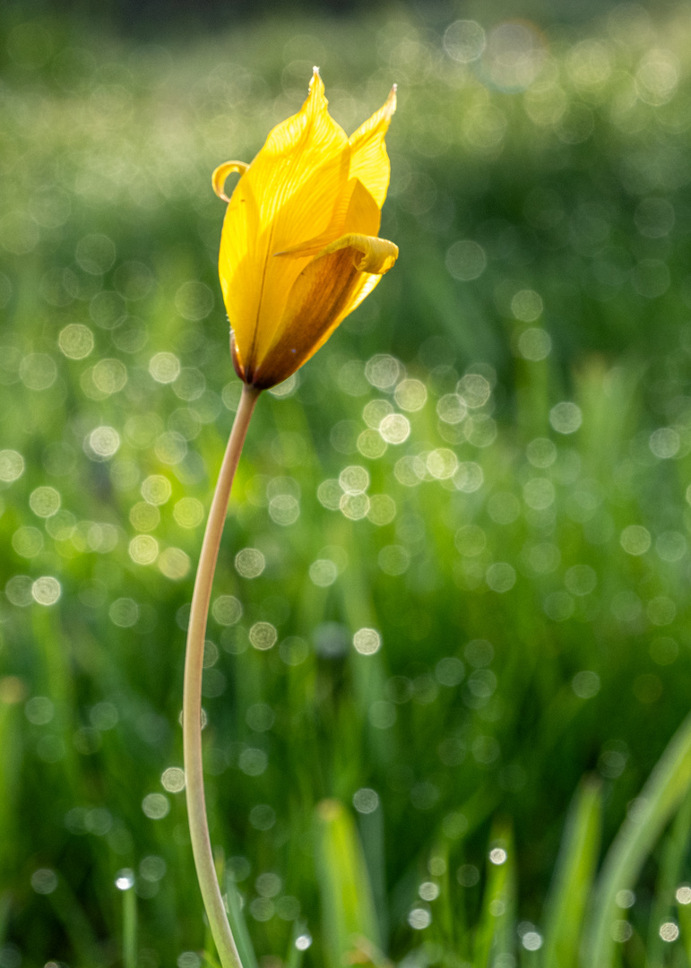 tulipa sylvestris