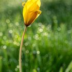 tulipa sylvestris