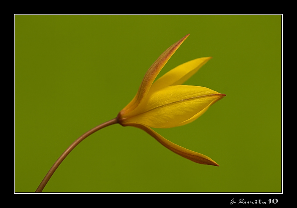 Tulipa sylvestris