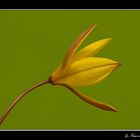 Tulipa sylvestris