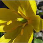 Tulipa sylvestris - Sonnenhungrige Schönheit