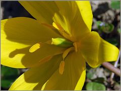 Tulipa sylvestris - Sonnenhungrige Schönheit