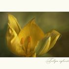 Tulipa sylvestris - Wilde Tulpe....