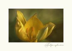 Tulipa sylvestris - Wilde Tulpe....