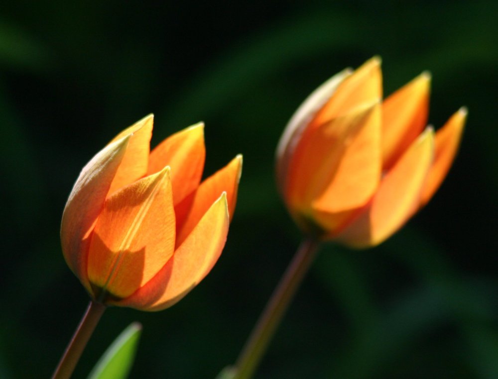 Tulipa sylvestris (x gesneriana?)