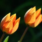 Tulipa sylvestris (x gesneriana?)