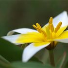 Tulipa tarda