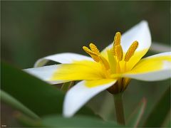 Tulipa tarda