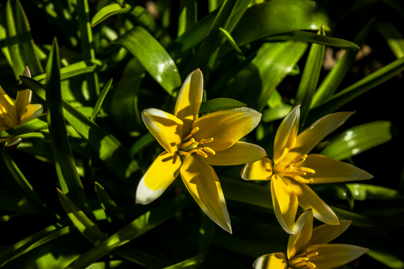 Tulipa tarda