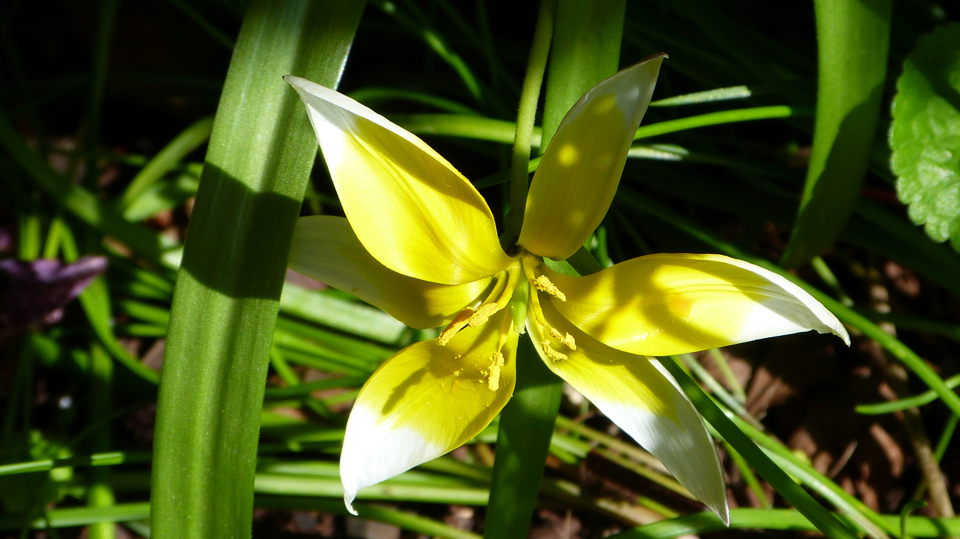  Tulipa tarda - Späte Tulpe   