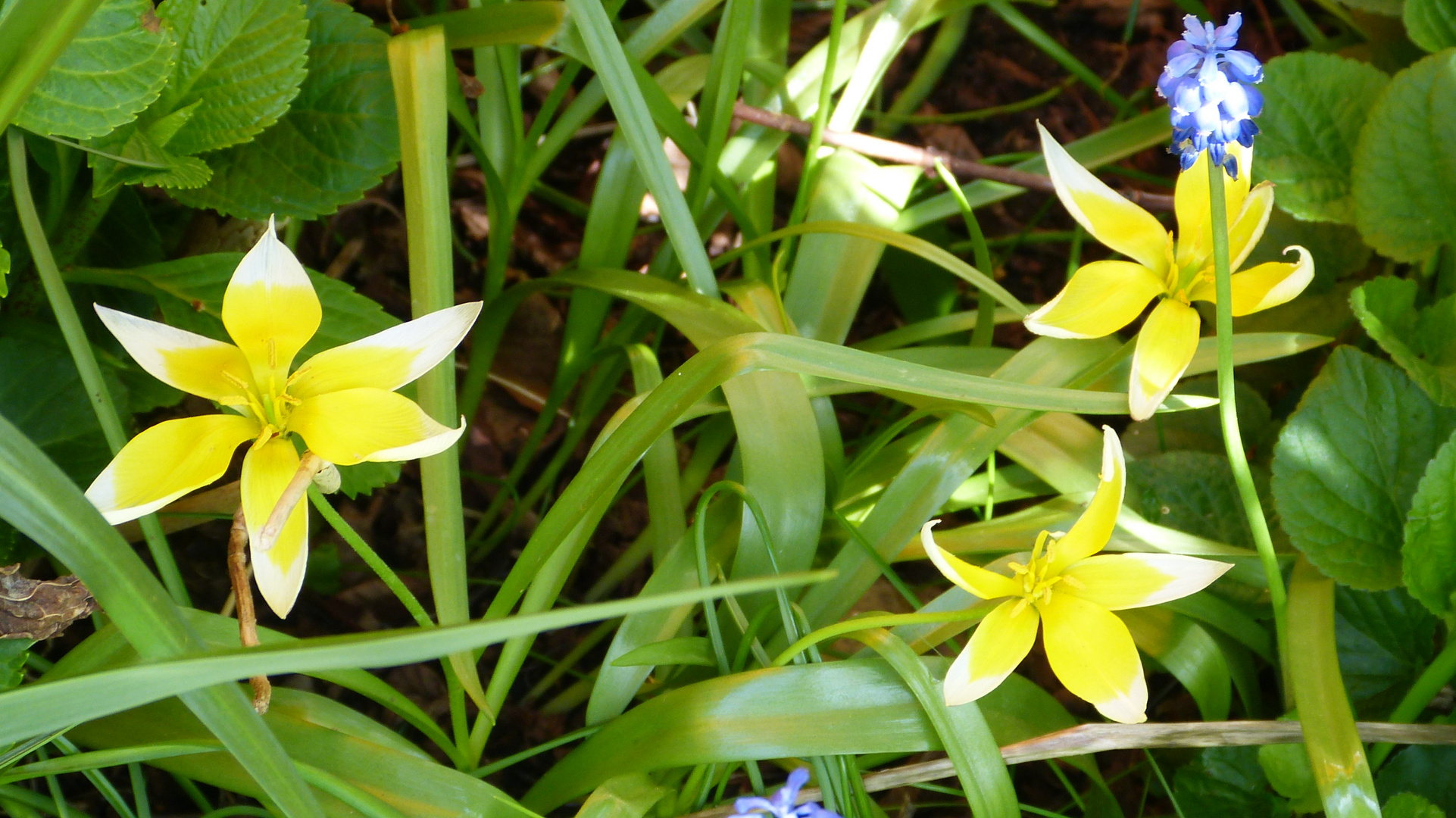  Tulipa tarda - Späte Tulpe