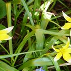  Tulipa tarda - Späte Tulpe