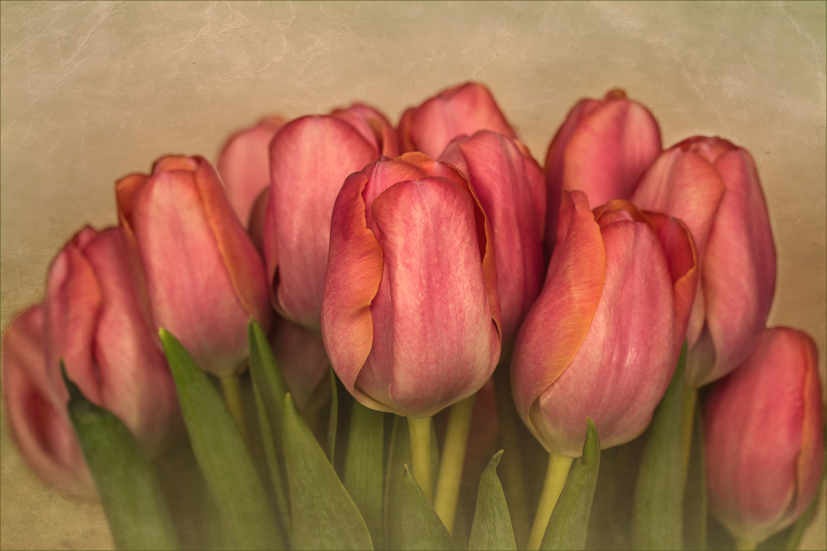 Tulipa ~ Tulpen...