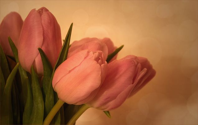 Tulipa - Tulpen..... Warmes Rosé....