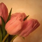 Tulipa - Tulpen..... Warmes Rosé....