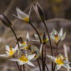 Tulipa turkestanica