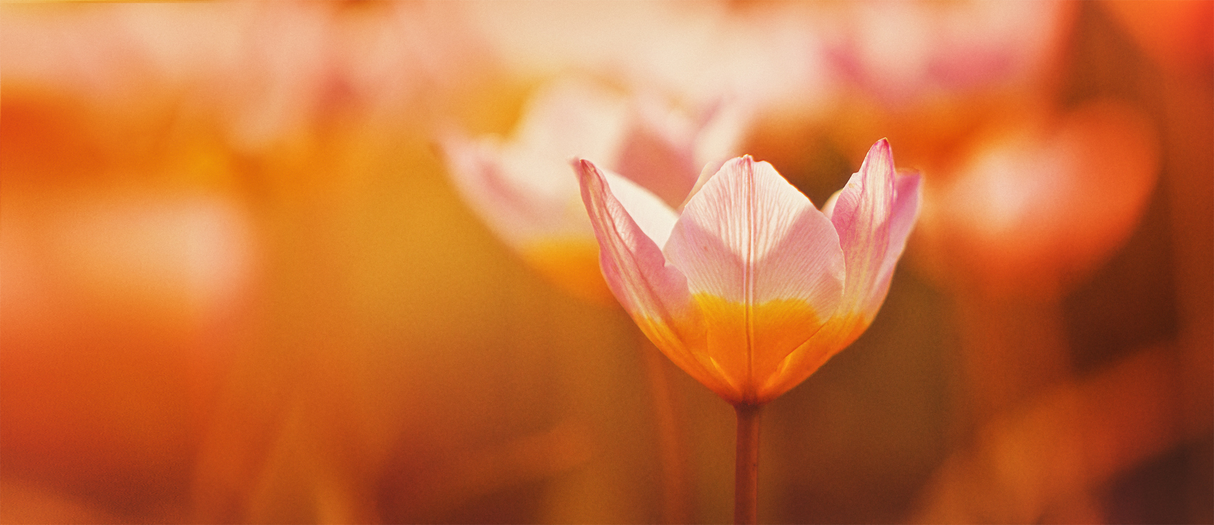 Tulipa Turkestanica