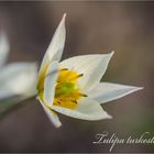 Tulipa turkestanica - Die erste Wilddtulpe,