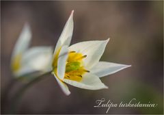 Tulipa turkestanica - Die erste Wilddtulpe,