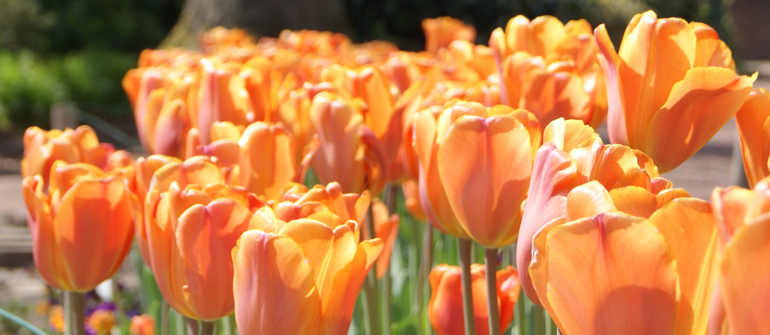 Tulipa vermiglia