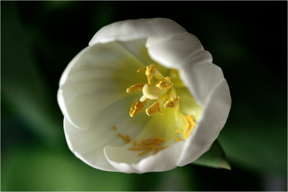 Tulipa, wunderba