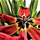 tulipan-04-22-da-heim (4)