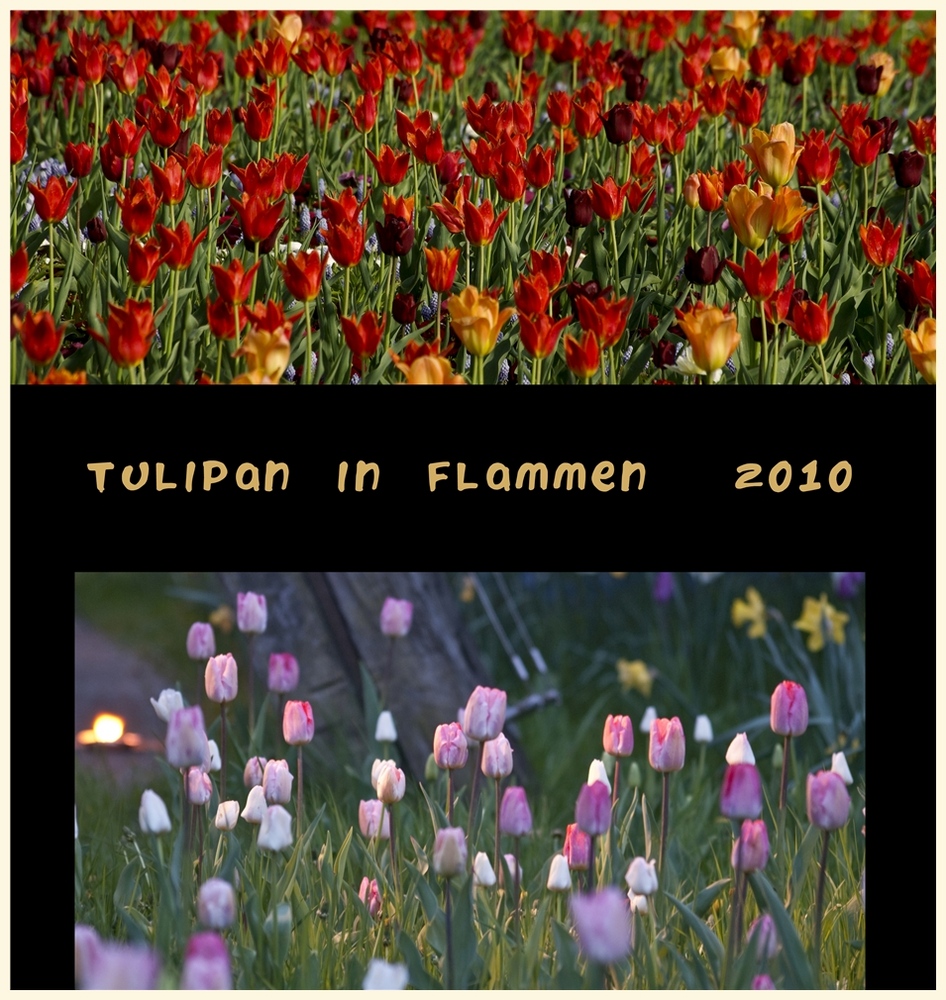 tulipan 13