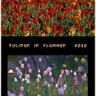 tulipan 13