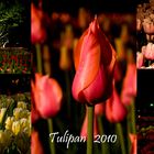 Tulipan 2010