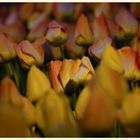 tulipan 60
