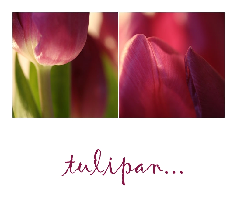 tulipan...